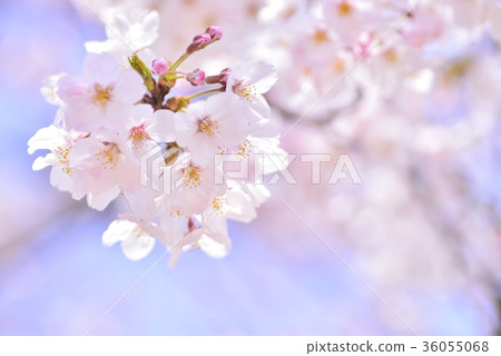 櫻花盛開 櫻花盛開 36055068