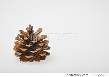 Pine cones (single item) 36055423