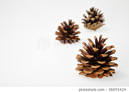 松塔（套） 36055424