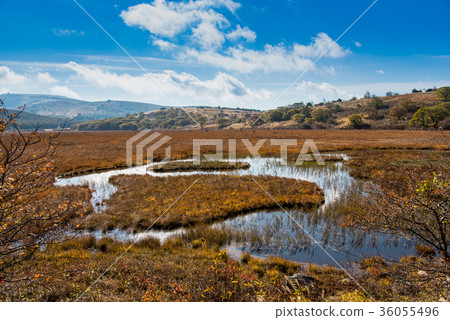 Yashimagahara wetlands in autumn Grass leaves 36055496