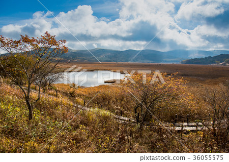 Yashimagahara wetlands in the autumn gentle tree path 36055575