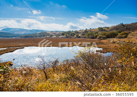 Yashimagahara wetlands in the autumn gentle tree path 36055595