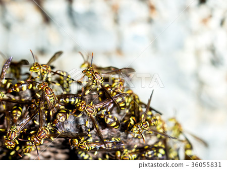 Adult yellow wasps 36055831