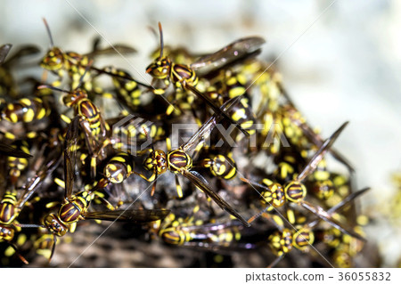 Adult yellow wasps 36055832