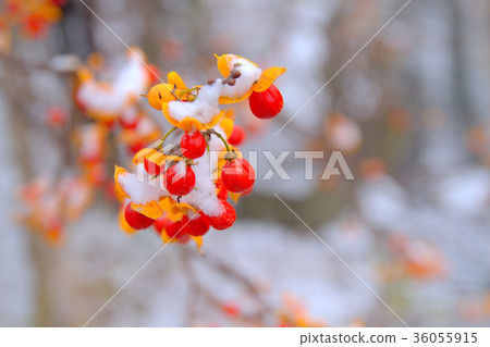 雪花（5） 36055915