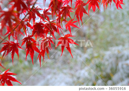 雪花(6) 雪花(6) 36055916