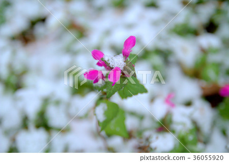 雪花（10） 36055920