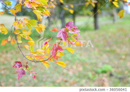 秋天的公園 36056041