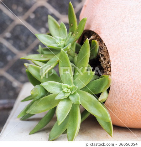 Succulent plants Succulent plants 36056054