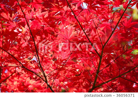 Irohamomori秋葉 36056371