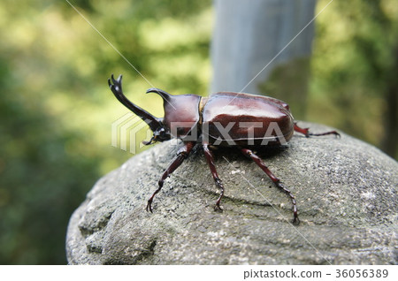 獨角獸，貝殼，動物 36056389