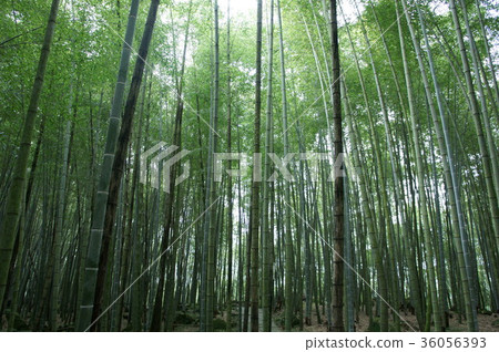 Bamboo grove Bamboo grove 36056393