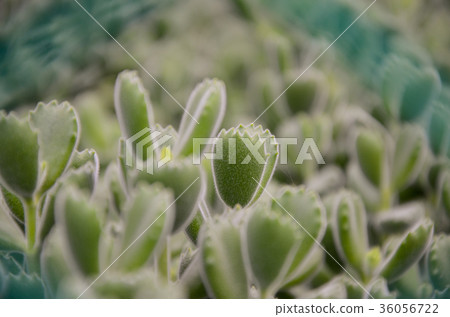 多肉植物，多汁植物 36056722