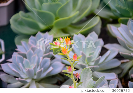 多肉植物，多汁植物 36056723
