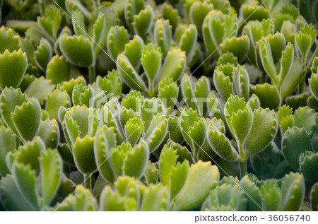 Kumadoko，鬍子熊，多汁植物，多汁植物 36056740