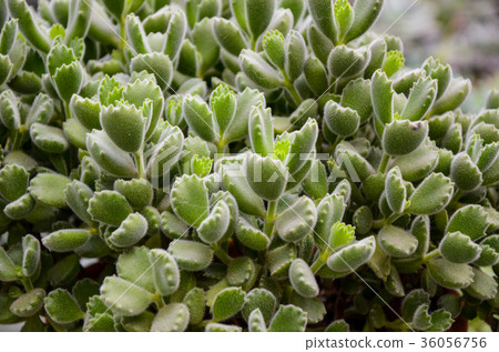Kumadoko,鬍子熊,多汁植物,多汁植物 Kumadoko,鬍子熊,多汁植物,多汁植物 36056756