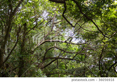 Trees, trees, parks Trees, trees, parks 36056918