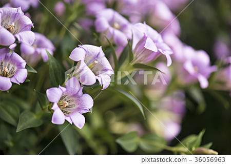 龍膽花 36056963