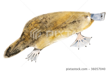 Watercolor illustration of platypus 36057040