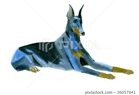 Watercolor illustration of dog Doberman terrier 36057041