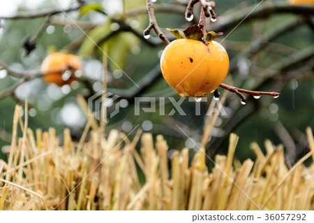 滴蛾 滴蛾 36057292