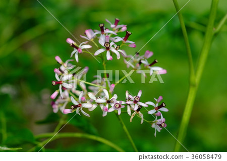 Erotic flowers 36058479