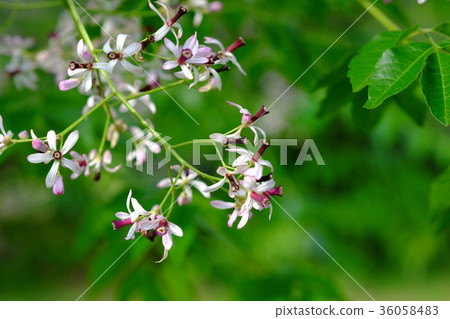 Erotic flowers 36058483