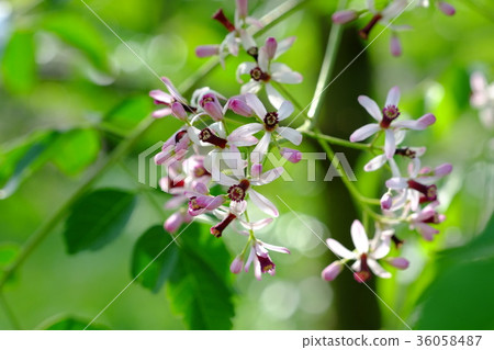 情色的花朵 情色的花朵 36058487