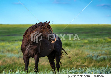 Wild stallion grazing on summer meadow Wild stallion grazing on summer meadow 36058736