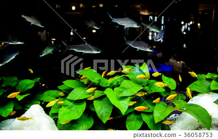 night aquarium dark 36058753