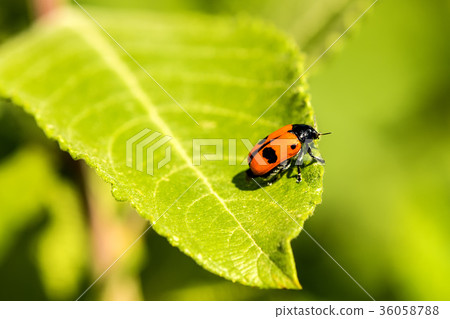 froghopper, endangered insect in Germany froghopper, endangered insect in Germany 36058788