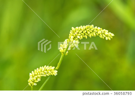 buckwheat, flower with green background 36058793