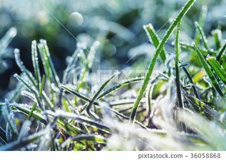 Frozen grass Frozen grass 36058868