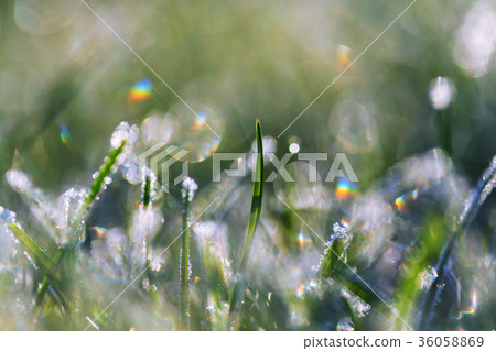 Frozen grass Frozen grass 36058869