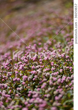 Crowds of snail soba 36059657
