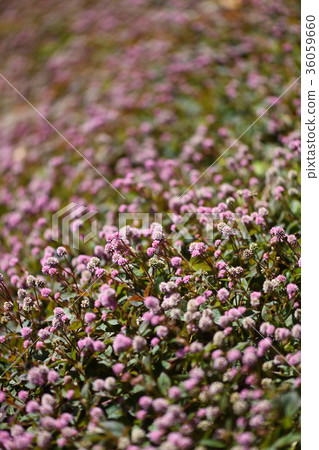 Crowds of snail soba 36059660