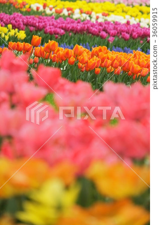 Tulip 36059915