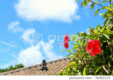 Hibiscus of Okinawa Taketomi island 36060134