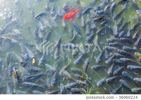 Swimming Pool, Thailand, Agriculture, Animal Swimming Pool, Thailand, Agriculture, Animal 36060224