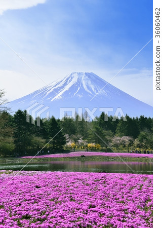 富士山和蘑菇 36060462