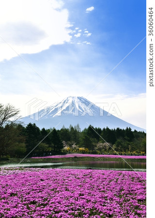 Mount Fuji and mushrooms 36060464