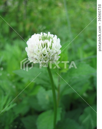 White clover (Clover) 36060738