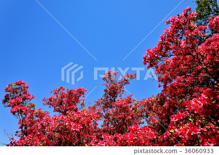 Azalea Festival Azalea Festival 36060933