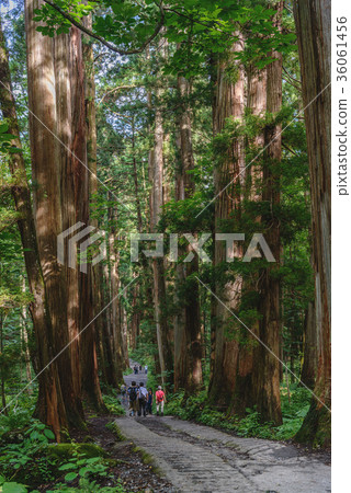 照片 togakushi shrine okusha的雪松接近 首頁 照片 人物 男女 日本