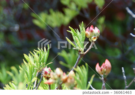 荷花黃芪杜鵑花:花的語言是“滿溢的願望” 荷花黃芪杜鵑花:花的語言是“滿溢的願望” 36061463
