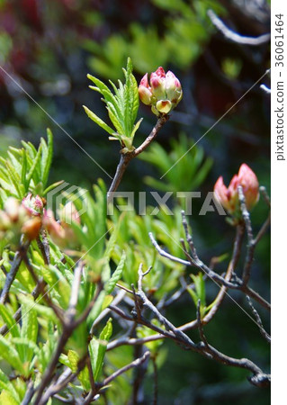 荷花黃芪杜鵑花:花的語言是“滿溢的願望” 荷花黃芪杜鵑花:花的語言是“滿溢的願望” 36061464