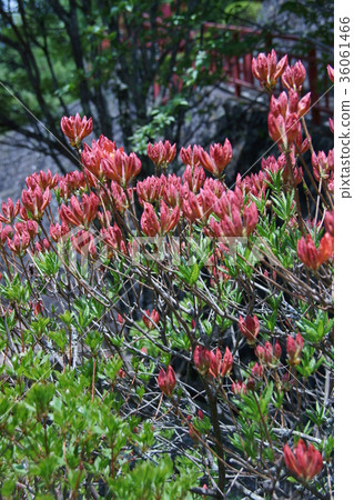 Lotus flower Astragalus rhododendron: The language of flowers is "overflowing aspirations" Lotus flower Astragalus rhododendron: The language of flowers is "overflowing aspirations" 36061466