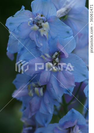 Hidaso Hirano flower language is "mercy" Hidaso Hirano flower language is "mercy" 36061471