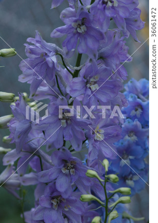Hidaso Hirano flower language is "mercy" Hidaso Hirano flower language is "mercy" 36061472