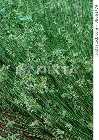 Taiko Futoya Hanawa語言是“等級” 36061474